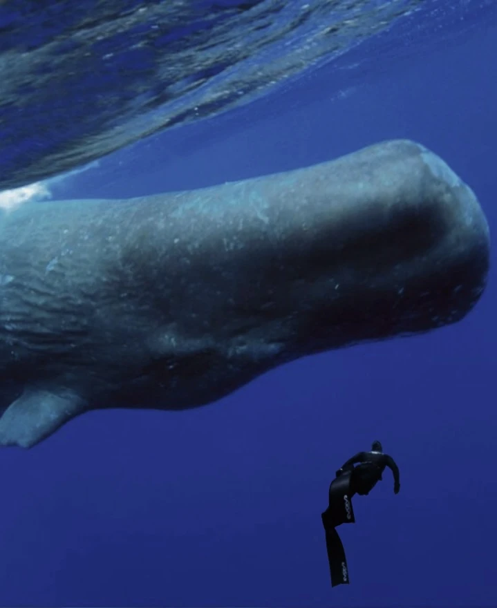 Camilla freediving alongside a sperm whale