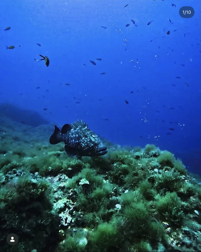 Grouper in Portofino marine protected area