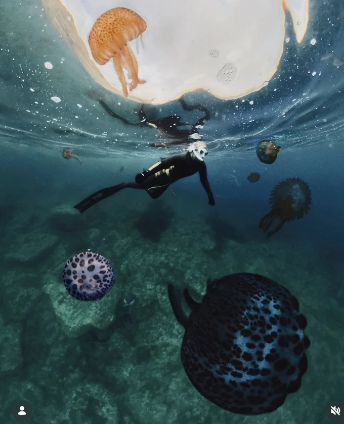 Camilla freediving among jellyfish