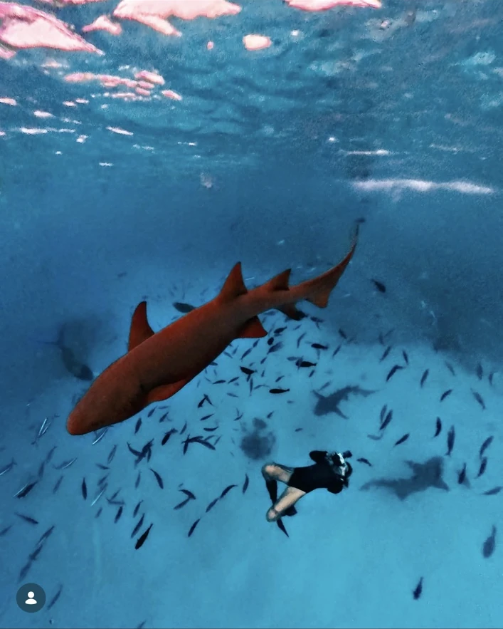 Underwater encounter with nurse shark
