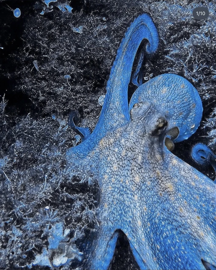 Octopus underwater in Skiathos