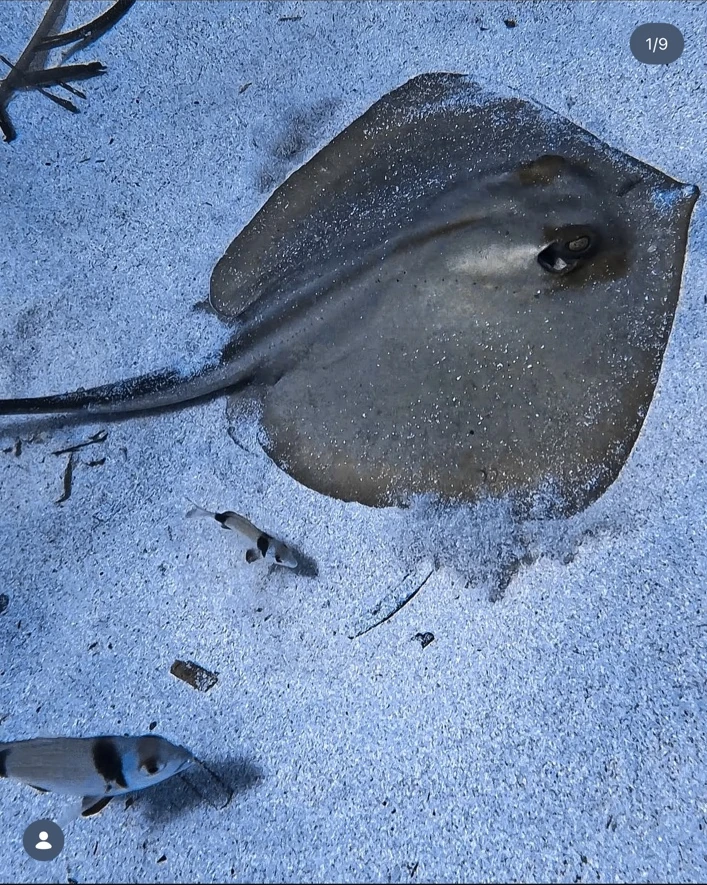 Stingray underwater